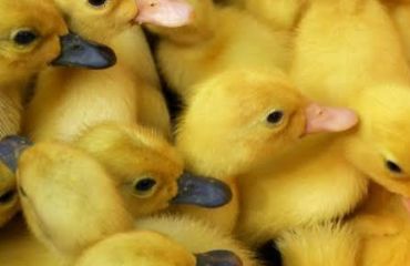 Alimentația rățuștelor – baza unei dezvoltări sănătoase și armonioase